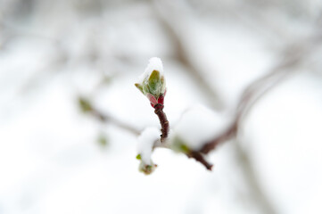 Fresh buds emerge from a snow-covered branch, signaling the transition of seasons in a tranquil winter landscape