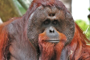 Bornean orangutan Dominant flanged male © Brenna