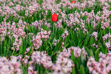 Netherlands, Noth Holland. Callantsoog. Dutch tulips in field of hyacinths.