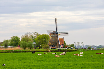 Netherlands, Holland. Utrecht, Nigtevecht, Vreelandseweg. Windmill and field with cows.