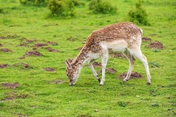Netherlands, Holland. Gelderland. Wageningen. Fallow deer. (Dama dama).