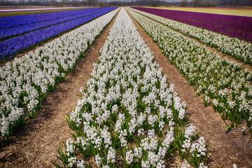 Holland, Netherlands, Noord Holland. Rows of colorful blooming hyacinth fields.