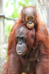 Bornean orangutan Mother And Baby