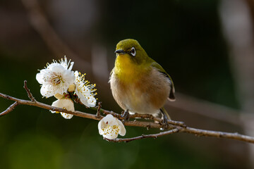 梅の花の蜜を吸いに来たメジロ