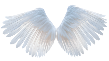 white angel wing isolated for design