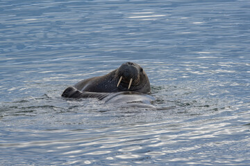Fototapeta premium Svalbard, Norway. Portrait of Atlantic walrus.