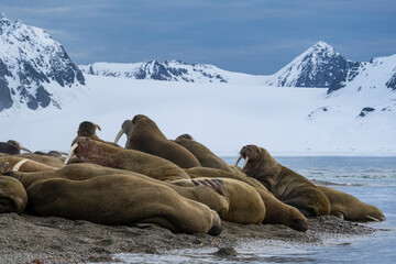 Svalbard, Norway. Colony of Atlantic walrus on beach.