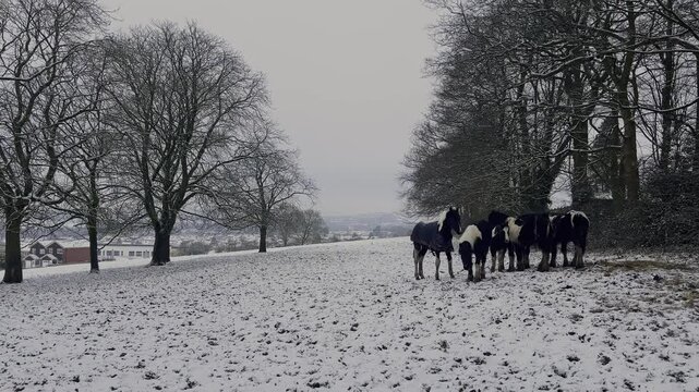A herd of horses being fed on in a farmers field during winter in the Staffordshire Moorlands.