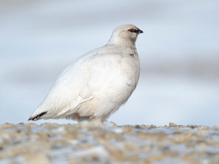 Molting from winter to summer plumage. Rock Ptarmigan, during winter in the tundra of Svalbard near Tempelfjorden. Arctic Region, Scandinavia, Norway, Svalbard