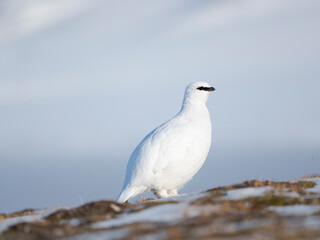 Rock Ptarmigan, during winter in the tundra of Svalbard in Van Mijenfjorden National Park. Arctic Region, Scandinavia, Norway, Svalbard