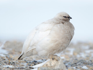 Molting from winter to summer plumage. Rock Ptarmigan, during winter in the tundra of Svalbard near Tempelfjorden. Arctic Region, Scandinavia, Norway, Svalbard