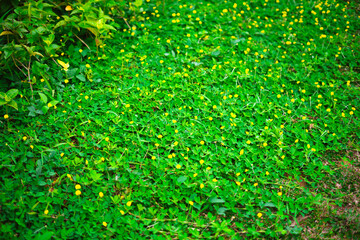 Bright yellow flowers scattered across green creeping plants, forming a vibrant natural ground...