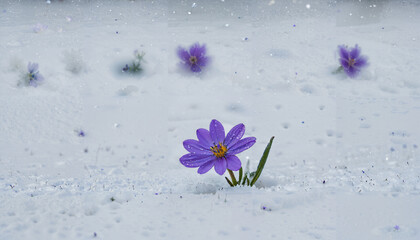 Fleur courageuse sous la neige