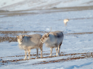 Svalbard Reindeer in Van Mijenfjorden National Park, an endemic subspecies of reindeer, which lives...