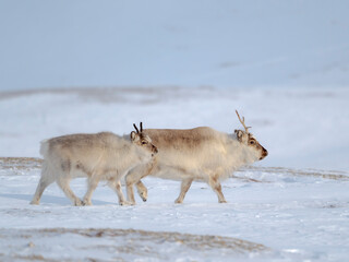 Female Svalbard Reindeer in Sassen-Bunsow-Land National Park, an endemic subspecies of reindeer, which lives only in Svalbard and never was domesticated. Polar Regions, Arctic winter.