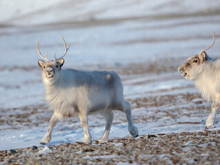 Female Svalbard Reindeer in Van Mijenfjorden National Park, an endemic subspecies of reindeer,...