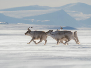 Svalbard Reindeer in Van Mijenfjorden National Park, an endemic subspecies of reindeer, which lives...