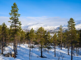 Landscape at Anderdalen National Park with protected coastal old growth pine forests. The Senja island during winter in the north of Norway.