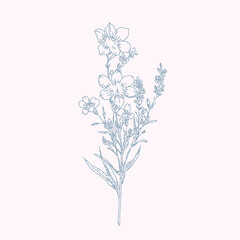 wildflower line art botanical drawings 