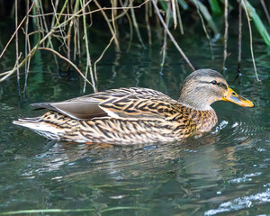 Female mallard duck on the lake.