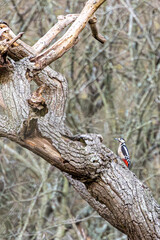 Great spotted woodpecker on a gnarly tree.