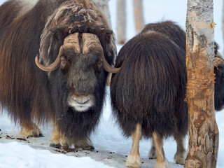 Bull and female. muskox in deep snow during winter. Scandinavia, Norway, Bardu, Polar Park.