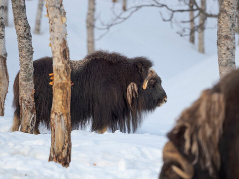 Muskox in deep snow during winter. Scandinavia, Norway, Bardu, Polar Park.