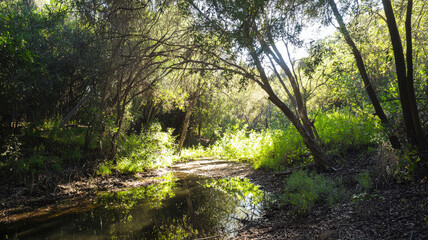 Obraz premium A serene forest clearing with soft sunlight streaming through tall trees, offering a peaceful, natural setting perfect for eco-friendly or outdoor product showcases. 