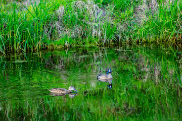 Two ducks swimming in a pond