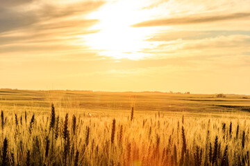 Obraz premium A field of tall grass with the sun shining brightly in the background
