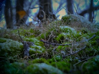 Obraz premium Natures Carpet