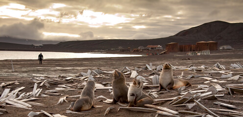 Alone on Deception Island, Antarctica © Harry Donenfeld