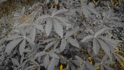 Monochromatic Cassava Leaves Close-Up