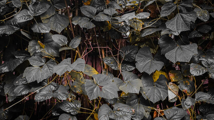 Dense Cluster of Dark Green Glossy Leaves