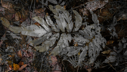 Silvery Feather-Like Leaves in Forest