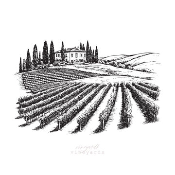 Vineyards landscapes sketched abstract digital illustration