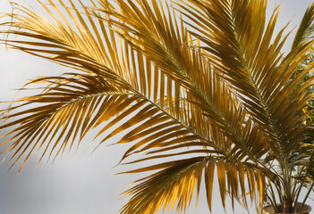 A stunning high-resolution image of golden palm leaves illuminated by soft sunlight, capturing the intricate details and textures. Perfect for tropical, natural, or luxurious themed projects