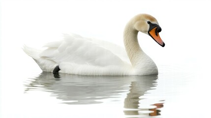 Obraz premium Swan swimming gracefully serene waters nature photography tranquil environment close-up view elegance in motion