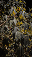 Close Up of Lush Green Leaves in Nature