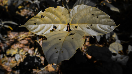 Close-Up of Leaves with Holes and Yellowish Tint