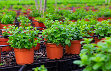 Rows of pots with organic mint seedlings growing in greenhouse farm