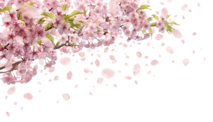 Selbstklebende Fototapeten 河津桜が咲き花吹雪が舞う、透明な切抜き背景の春の素材 © AGRX