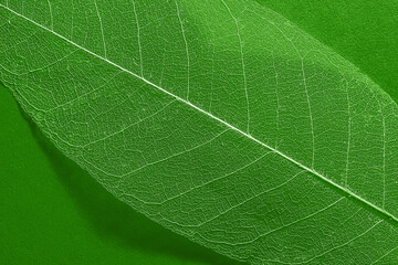 leaf texture close-up. skeleton leaf closeup