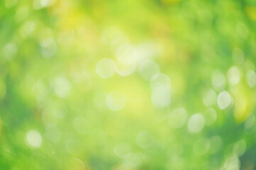 Defocused background green blurred leaves. Defocus light natural blurred greenery.