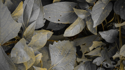 Close-up of Muted Leaves with Textures