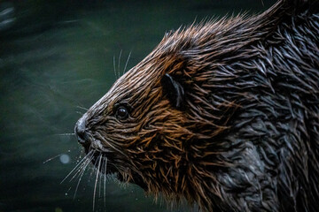 beaver