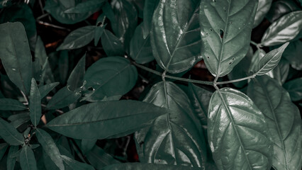 Close-Up of Lush Green Leaves with Visible Veins