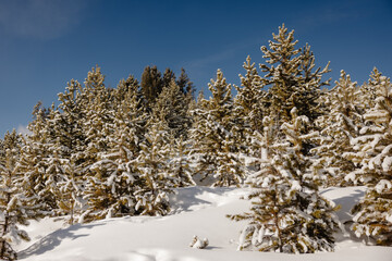 Colorado winter landscape with trees