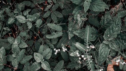 Close-Up of Green Leaves and White Flowers