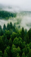 Fototapeta premium Mist Engulfed Evergreen Forest in Pristine Mountainous Landscape : Generative AI